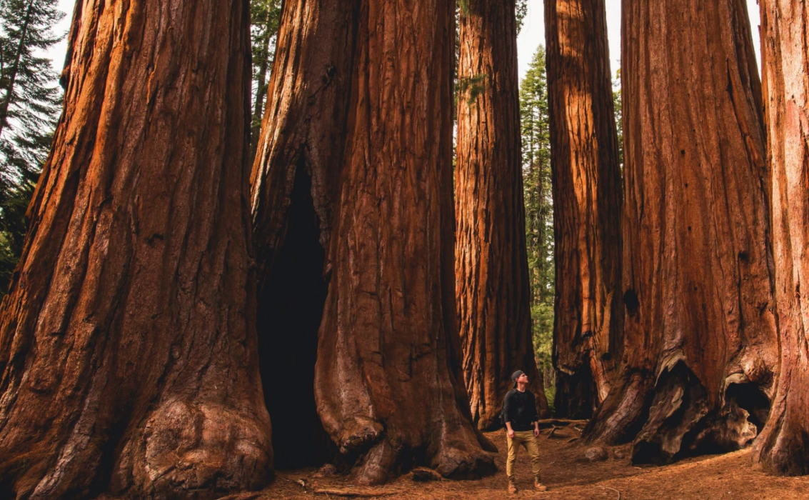 visit northern california natural sanctuaries with far odyssey private tour service. See the natural wonder of Sequioa Park with our itinerary planner